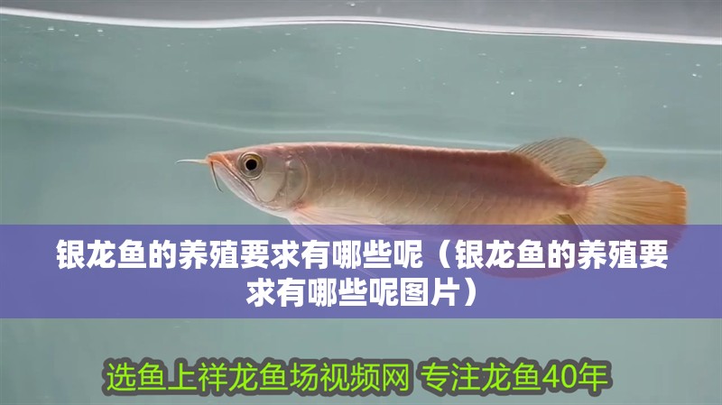 銀龍魚的養殖要求有哪些呢（銀龍魚的養殖要求有哪些呢圖片） 銀龍魚的養殖要求有哪些呢（銀龍魚的養殖要求有哪些呢圖片） 銀龍魚百科