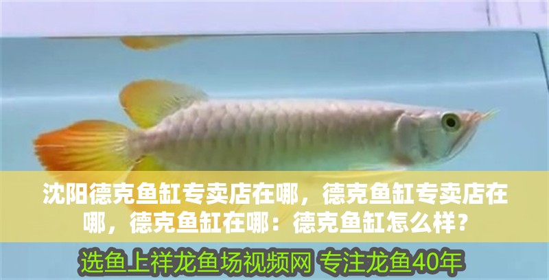 沈陽德克魚缸專賣店在哪，德克魚缸專賣店在哪，德克魚缸在哪：德克魚缸怎么樣？