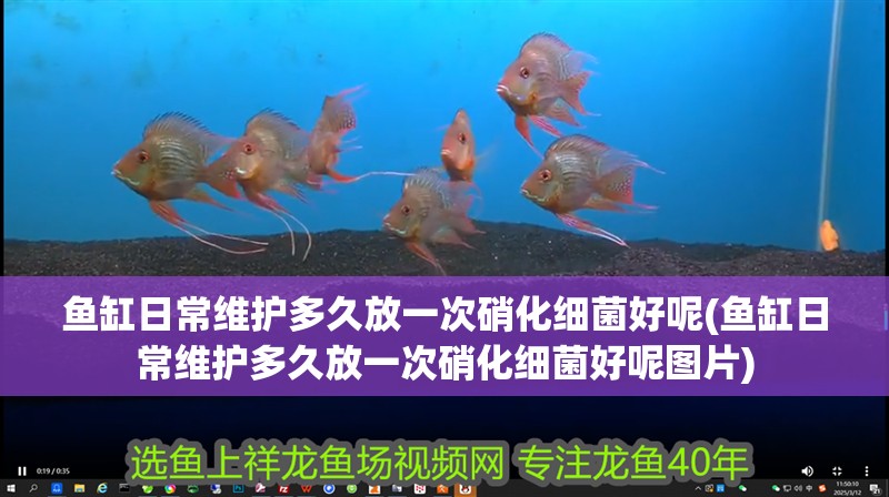 魚(yú)缸日常維護(hù)多久放一次硝化細(xì)菌好呢(魚(yú)缸日常維護(hù)多久放一次硝化細(xì)菌好呢圖片) 魚(yú)缸日常維護(hù)多久放一次硝化細(xì)菌好呢(魚(yú)缸日常維護(hù)多久放一次硝化細(xì)菌好呢圖片) 銀龍魚(yú)百科
