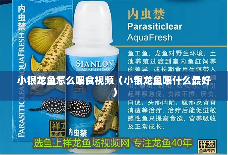 小銀龍魚怎么喂食視頻（小銀龍魚喂什么最好）