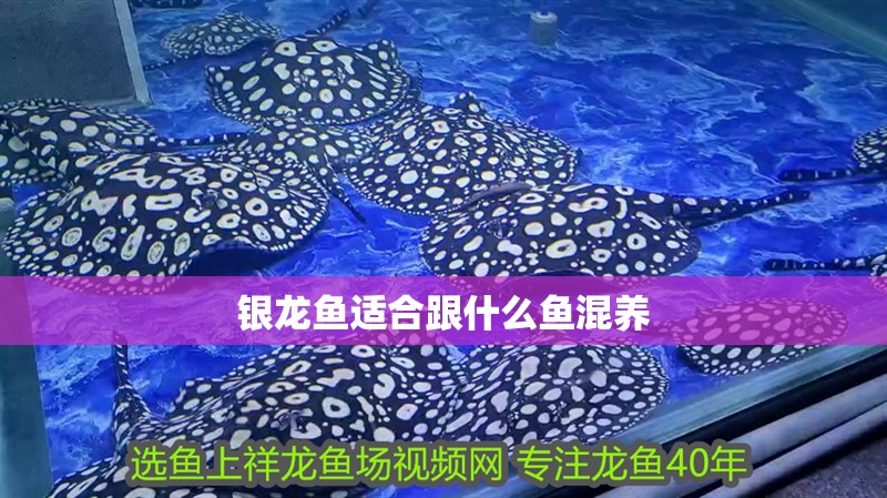 銀龍魚適合跟什么魚混養(yǎng)