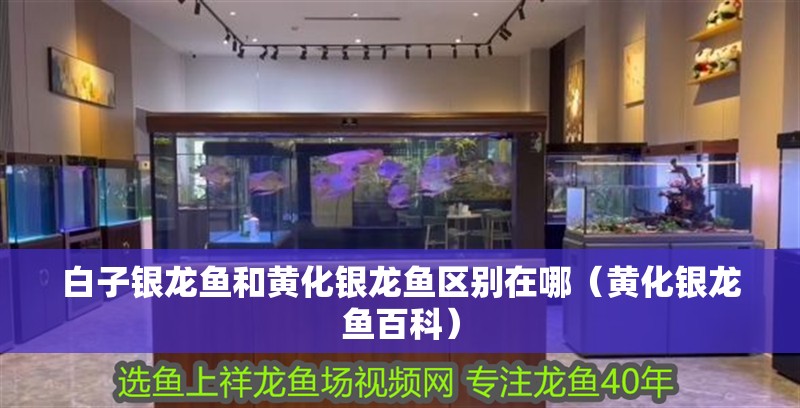白子銀龍魚和黃化銀龍魚區別在哪（黃化銀龍魚百科） 白子銀龍魚和黃化銀龍魚區別在哪（黃化銀龍魚百科） 銀龍魚百科
