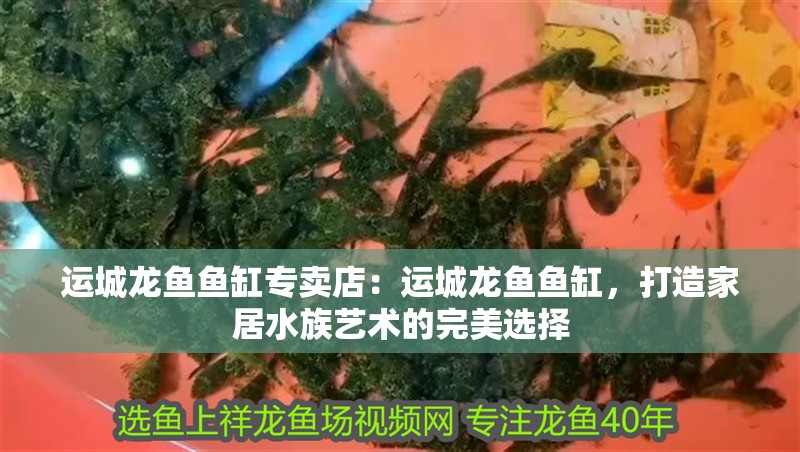 運城龍魚魚缸專賣店：運城龍魚魚缸，打造家居水族藝術的完美選擇 運城龍魚魚缸專賣店：運城龍魚魚缸，打造家居水族藝術的完美選擇 魚缸百科