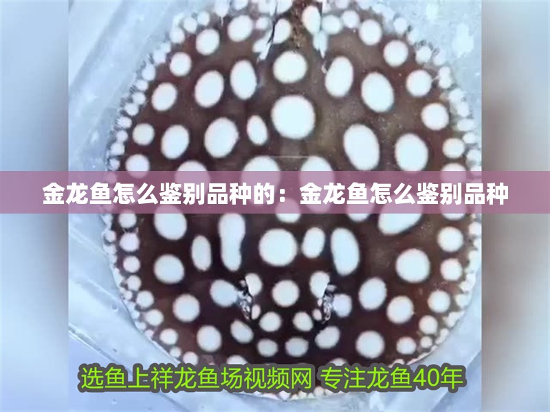 金龍魚怎么鑒別品種的：金龍魚怎么鑒別品種
