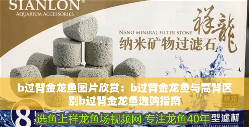 b過背金龍魚圖片欣賞：b過背金龍魚與高背區別b過背金龍魚選購指南