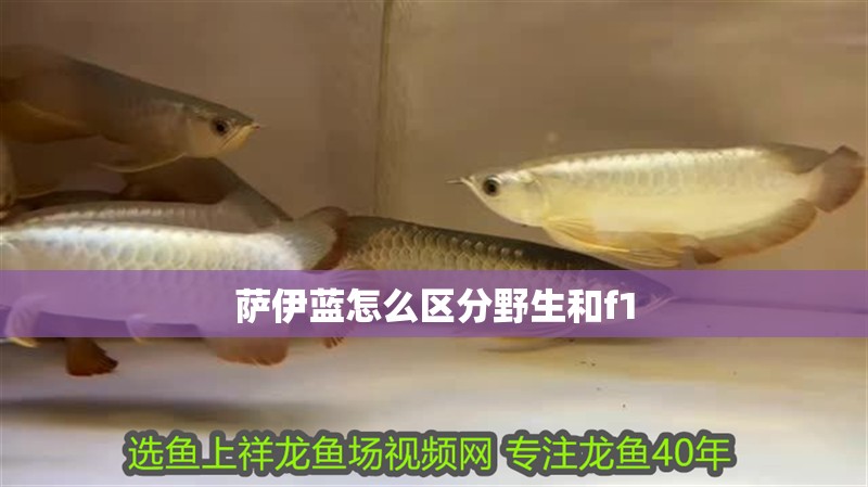 薩伊藍怎么區(qū)分野生和f1