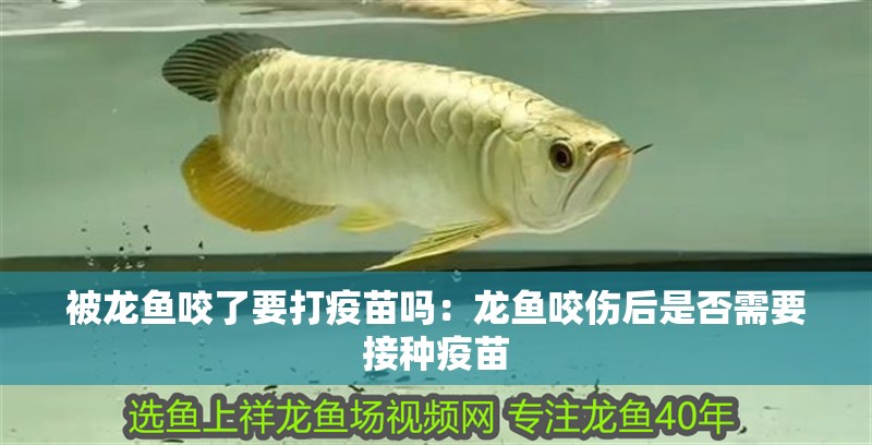 被龍魚咬了要打疫苗嗎：龍魚咬傷后是否需要接種疫苗