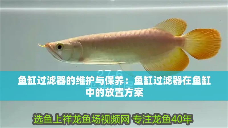 魚(yú)缸過(guò)濾器的維護(hù)與保養(yǎng)：魚(yú)缸過(guò)濾器在魚(yú)缸中的放置方案