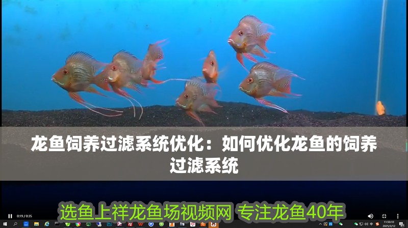 龍魚飼養(yǎng)過濾系統(tǒng)優(yōu)化：如何優(yōu)化龍魚的飼養(yǎng)過濾系統(tǒng)