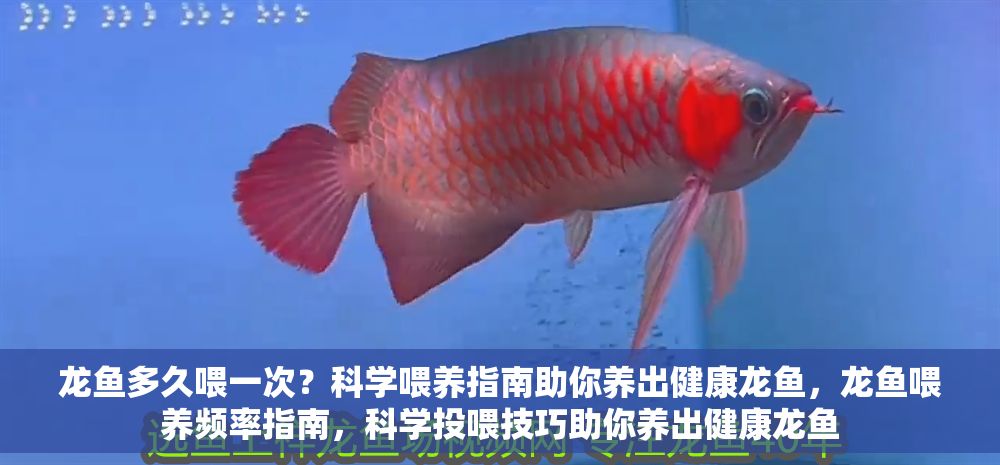 龍魚多久喂一次？科學喂養指南助你養出健康龍魚，龍魚喂養頻率指南，科學投喂技巧助你養出健康龍魚
