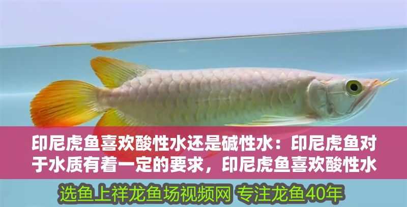 印尼虎魚喜歡酸性水還是堿性水：印尼虎魚對于水質有著一定的要求，印尼虎魚喜歡酸性水還是堿性水