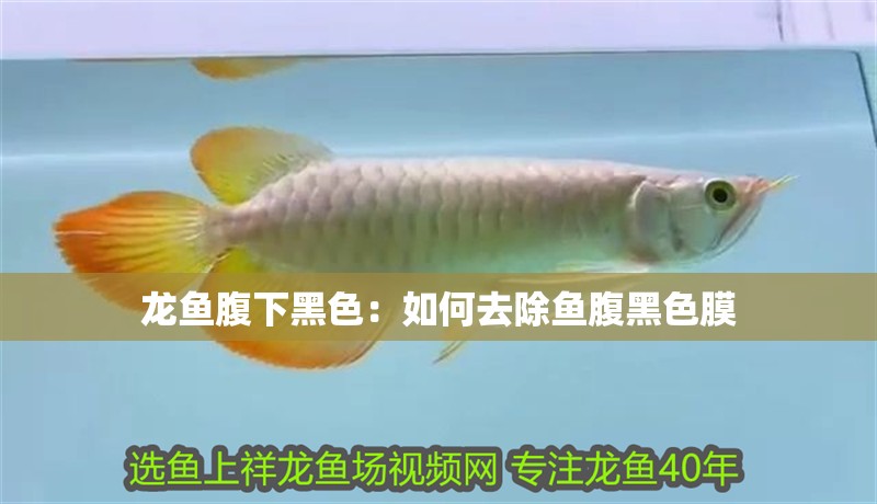龍魚(yú)腹下黑色：如何去除魚(yú)腹黑色膜