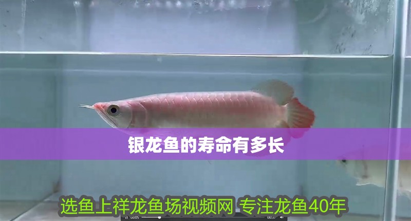 銀龍魚的壽命有多長