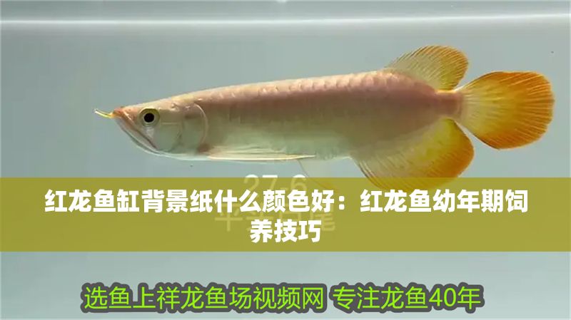 紅龍魚缸背景紙什么顏色好：紅龍魚幼年期飼養(yǎng)技巧
