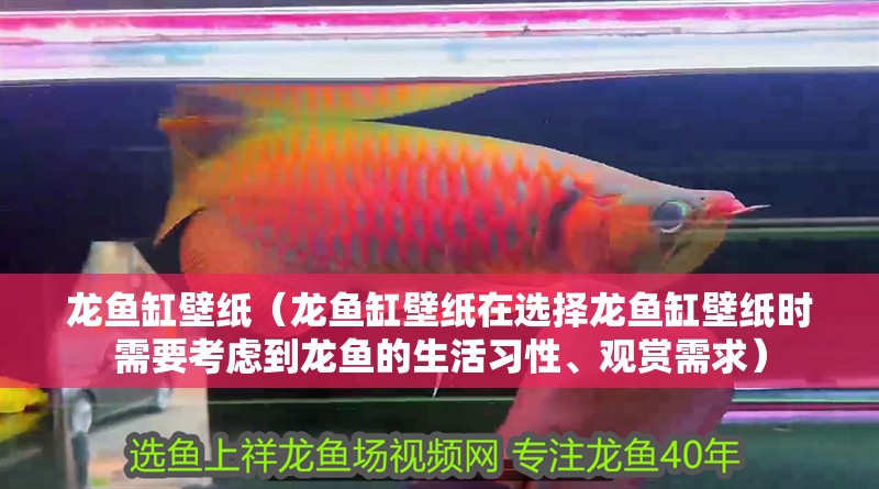 龍魚缸壁紙（龍魚缸壁紙?jiān)谶x擇龍魚缸壁紙時(shí)需要考慮到龍魚的生活習(xí)性、觀賞需求）