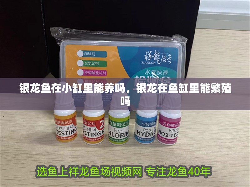 銀龍魚在小缸里能養(yǎng)嗎，銀龍在魚缸里能繁殖嗎