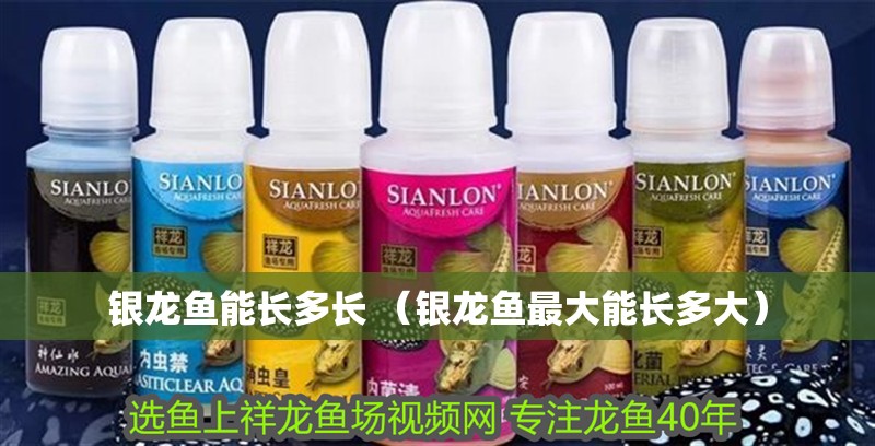 銀龍魚能長多長 （銀龍魚最大能長多大）