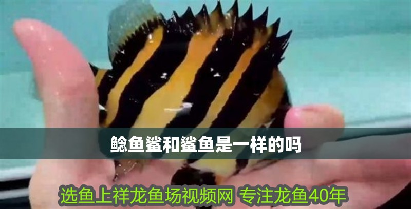 鯰魚鯊和鯊魚是一樣的嗎