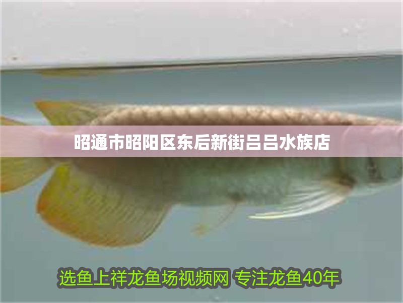 昭通市昭陽區東后新街呂呂水族店