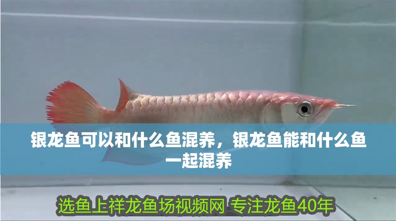 銀龍魚(yú)可以和什么魚(yú)混養(yǎng)，銀龍魚(yú)能和什么魚(yú)一起混養(yǎng)