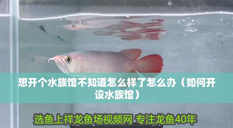 想開個水族館不知道怎么樣了怎么辦(如何開設水族館) 水族館百科(水族館加盟) 第1張 想開個水族館不知道怎么樣了怎么辦(如何開設水族館) 想開個水族館不知道怎么樣了怎么辦(如何開設水族館) 水族館百科(水族館加盟) 第1張