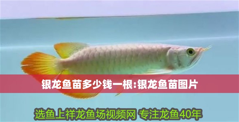 銀龍魚苗多少錢一根:銀龍魚苗圖片