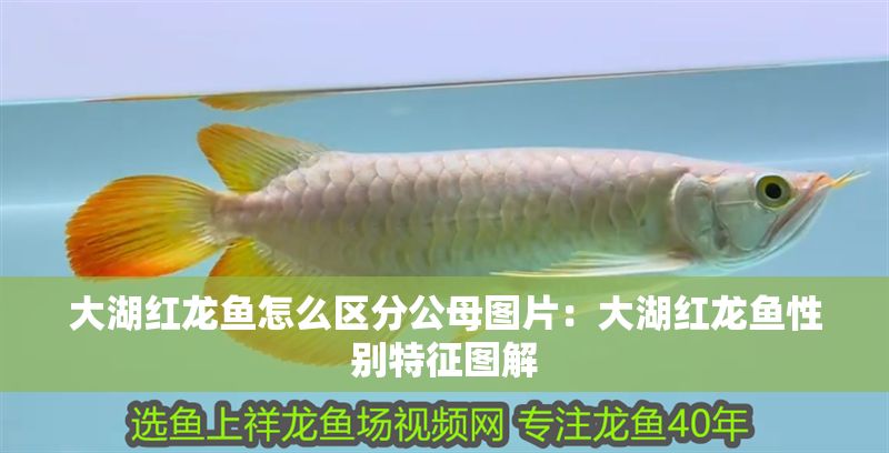 詳細(xì)閱讀:大湖紅龍魚怎么區(qū)分公母圖片:大湖紅龍魚性別特征圖解 大湖紅龍魚怎么區(qū)分公母圖片:大湖紅龍魚性別特征圖解