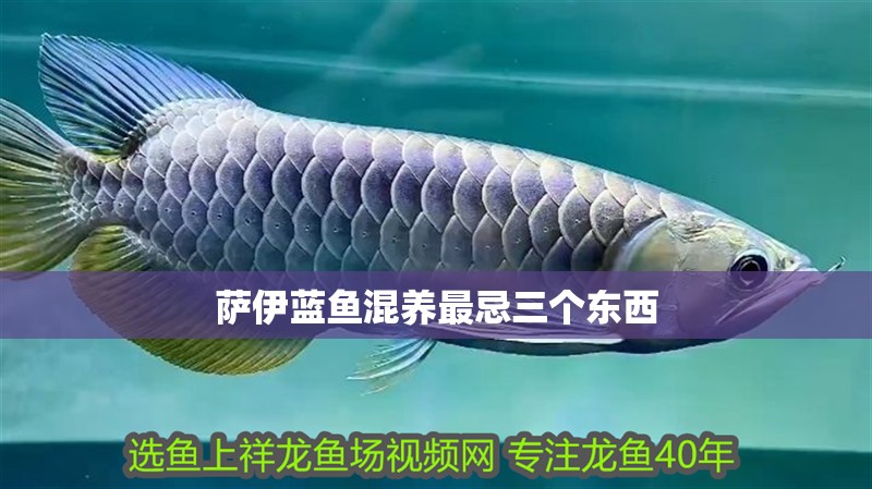 龍魚干蝦有營養嗎 薩伊藍魚混養最忌三個東西 龍魚論壇 薩伊藍魚混養最忌三個東西 薩伊藍魚混養最忌三個東西 龍魚論壇