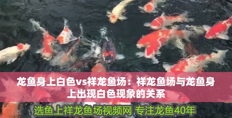 龍魚身上白色vs祥龍魚場：祥龍魚場與龍魚身上出現白色現象的關系 龍魚身上白色vs祥龍魚場：祥龍魚場與龍魚身上出現白色現象的關系 vs祥龍魚場 第2張