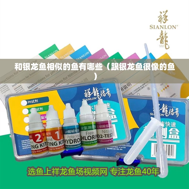和銀龍魚相似的魚有哪些（跟銀龍魚很像的魚）