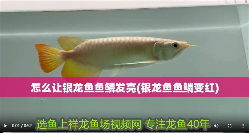 怎么讓銀龍魚魚鱗發亮(銀龍魚魚鱗變紅) 怎么讓銀龍魚魚鱗發亮(銀龍魚魚鱗變紅) 銀龍魚百科 第1張