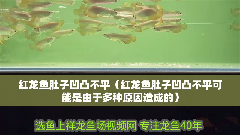 紅龍魚(yú)肚子凹凸不平（紅龍魚(yú)肚子凹凸不平可能是由于多種原因造成的）