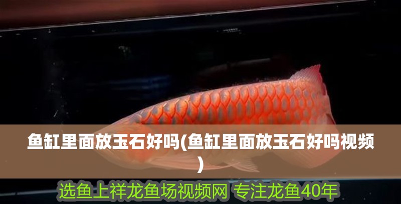 魚缸里面放玉石好嗎(魚缸里面放玉石好嗎視頻) 魚缸里面放玉石好嗎(魚缸里面放玉石好嗎視頻) 全國水族館企業名錄
