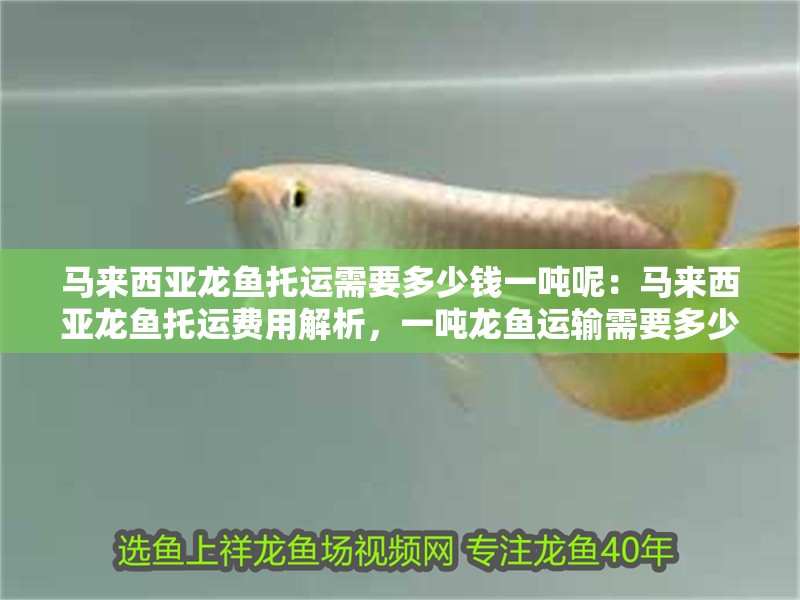 馬來西亞龍魚托運需要多少錢一噸呢：馬來西亞龍魚托運費用解析，一噸龍魚運輸需要多少錢？ 馬來西亞龍魚托運需要多少錢一噸呢：馬來西亞龍魚托運費用解析，一噸龍魚運輸需要多少錢？ 龍魚百科