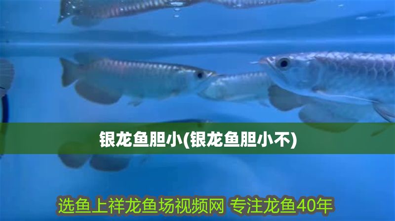 銀龍魚膽小(銀龍魚膽小不)