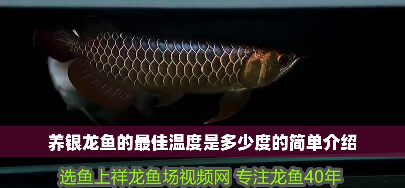龍魚(yú)干蝦有營(yíng)養(yǎng)嗎 養(yǎng)銀龍魚(yú)的最佳溫度是多少度的簡(jiǎn)單介紹 銀龍魚(yú)百科 養(yǎng)銀龍魚(yú)的最佳溫度是多少度的簡(jiǎn)單介紹 養(yǎng)銀龍魚(yú)的最佳溫度是多少度的簡(jiǎn)單介紹 銀龍魚(yú)百科