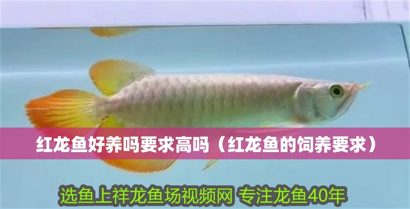 紅龍魚好養(yǎng)嗎要求高嗎（紅龍魚的飼養(yǎng)要求）