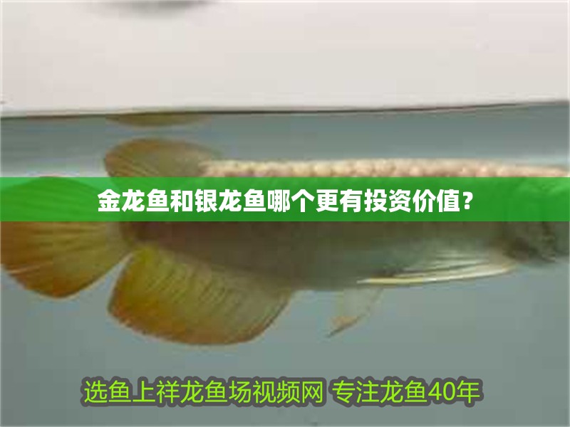 金龍魚和銀龍魚哪個更有投資價值？