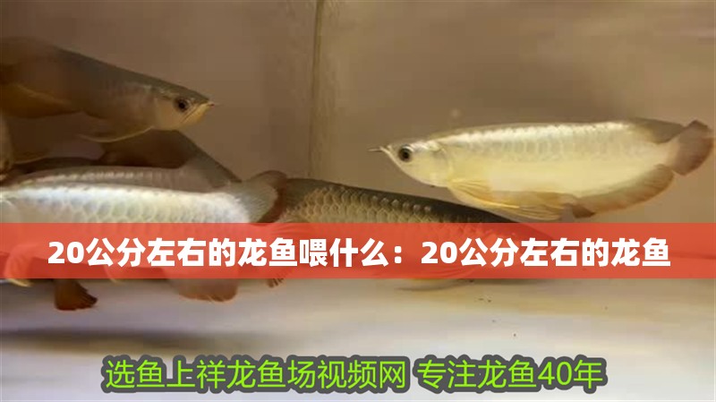 20公分左右的龍魚喂什么：20公分左右的龍魚 20公分左右的龍魚喂什么：20公分左右的龍魚 龍魚百科