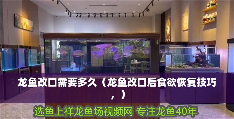 龍魚改口需要多久（龍魚改口后食欲恢復技巧，）