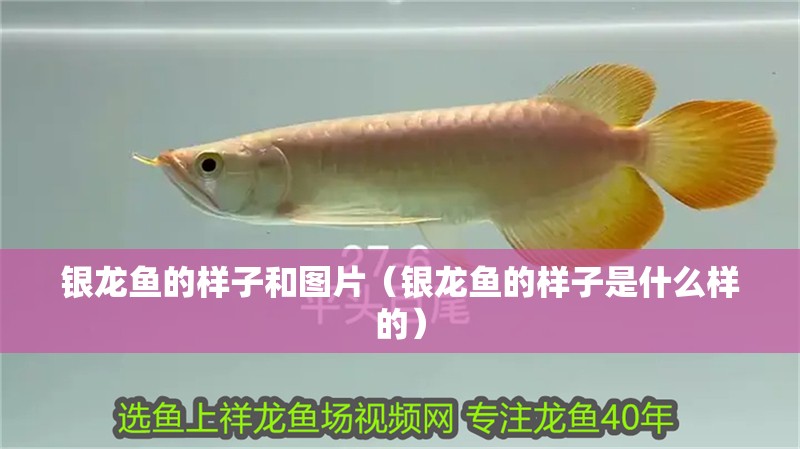 銀龍魚的樣子和圖片（銀龍魚的樣子是什么樣的）