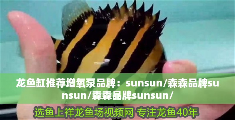 龍魚缸推薦增氧泵品牌：sunsun/森森品牌sunsun/森森品牌sunsun/