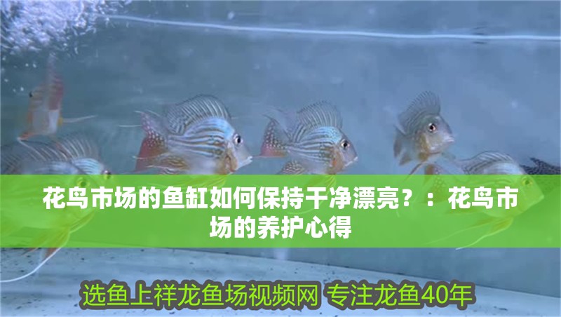 花鳥市場的魚缸如何保持干凈漂亮？：花鳥市場的養護心得