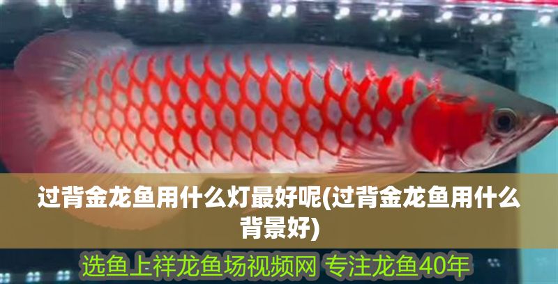 過(guò)背金龍魚用什么燈最好呢(過(guò)背金龍魚用什么背景好)