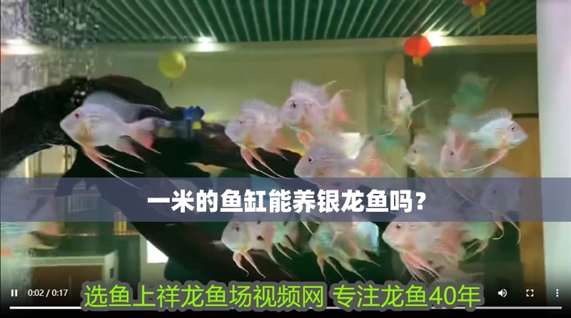 一米的魚缸能養(yǎng)銀龍魚嗎？ 一米的魚缸能養(yǎng)銀龍魚嗎？ 銀龍魚百科