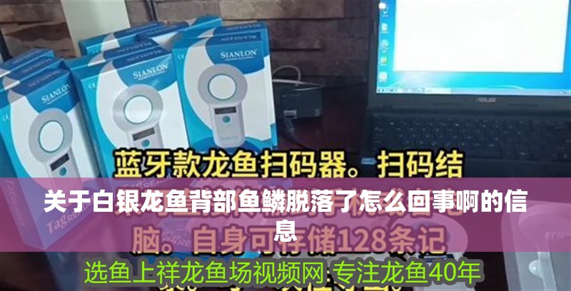 關(guān)于白銀龍魚背部魚鱗脫落了怎么回事啊的信息 關(guān)于白銀龍魚背部魚鱗脫落了怎么回事啊的信息 銀龍魚百科