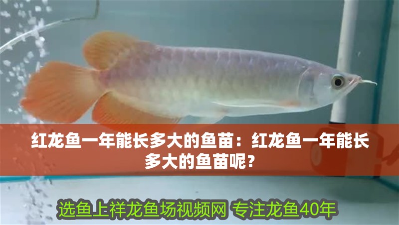 紅龍魚一年能長多大的魚苗：紅龍魚一年能長多大的魚苗呢？