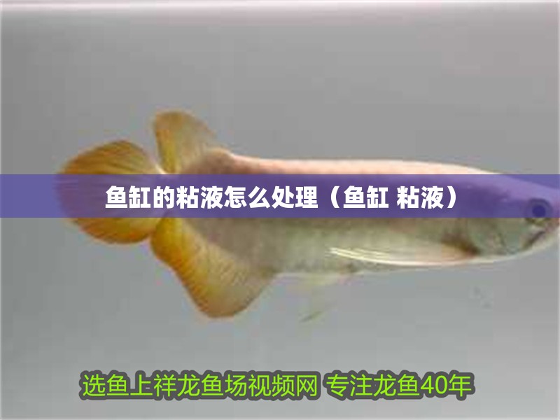 魚缸的粘液怎么處理（魚缸 粘液）