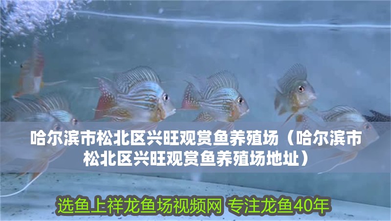 哈爾濱市松北區興旺觀賞魚養殖場（哈爾濱市松北區興旺觀賞魚養殖場地址）