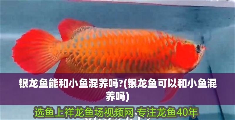 銀龍魚(yú)能和小魚(yú)混養(yǎng)嗎?(銀龍魚(yú)可以和小魚(yú)混養(yǎng)嗎)